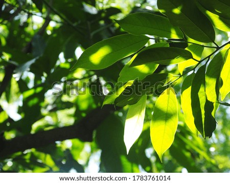 blur organic green plant leaves shallow depth of field under natural sunlight and dark environment in home garden outdoor for peaceful mood backdrop or background