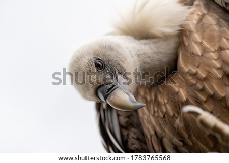 Extraordinary portrait of a vulture. Captured from specific perspective. Eye to eye with this extremely dangerous predator. 