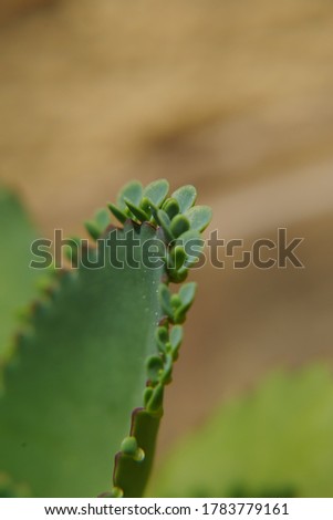 Bryophyllum pinnatum leaves closeup picture.