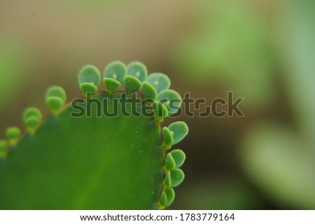 Bryophyllum pinnatum leaves closeup picture.