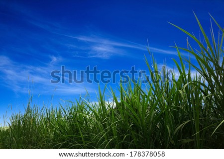 Green grass over a blue sky. Beauty natural background