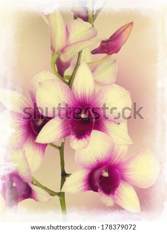 Dendrobium phalaenopsis hybrid orchid