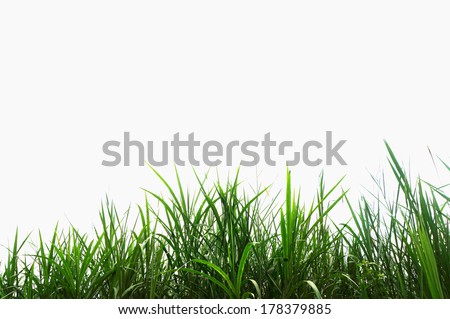 green grass on a white background, isolated Royalty-Free Stock Photo #178379885