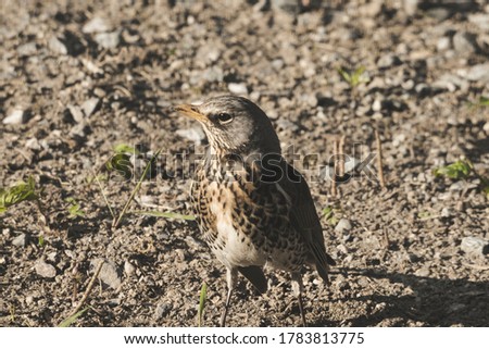 A gray bird standing behind a house on a ground at spring time.