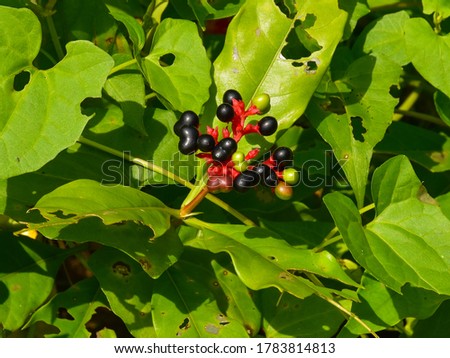 Unusual plants in the jungle, Jungle fruits