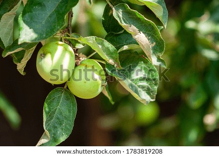 Unripe apple fruit growth on apple tree branch at spring time.