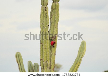 Cactus with its fruit serving as food for a bird.
