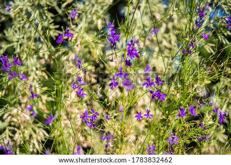 summer blue wildflowers on blurred background, wallpaper, background, abstract picture, mood