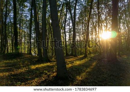 Autumn pictures in the forest from Germany