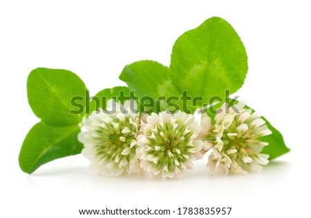 White clover flowers on a white background. Royalty-Free Stock Photo #1783835957