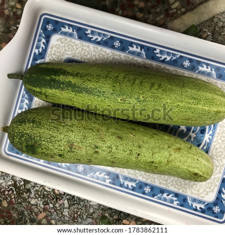 .Cucumber Fruit Vegetables Dhauagiri Myagdi Singa Nepal,July 19/2020.