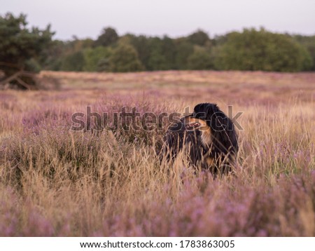 Dog stands in the Westruper Heide and looks to the side