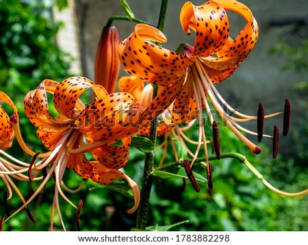 orange tiger Lily on a blurred natural background, macro