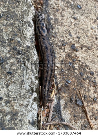 Observing a Leopard slug in the concrete jungle of New York (a series of pictures)