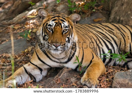 Sub Adult Tiger under shade from Ranthambore Tiger Reserve in India.