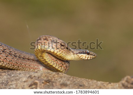 Smooth snake, Austrian Coronella, snake on the rock with green background, Vigo, Spain.