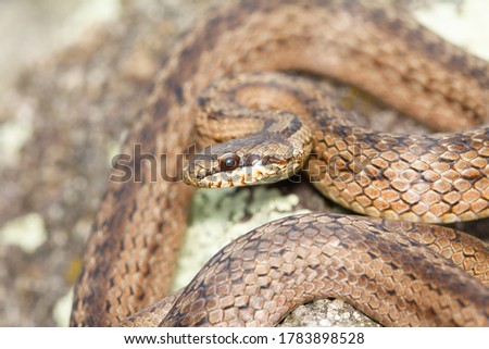 Smooth snake, Austrian Coronella, snake in attack position, Vigo, Spain.
