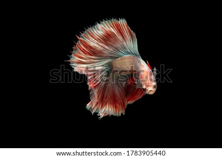 Swimming Action of Betta, Siamese fighting fish, Colorful Betta, pla-kad (biting fish) Thai; Halfmoon white and red betta isolated on black background