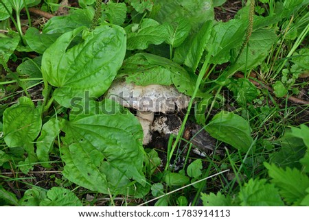 A large white champignon grows on a field in green grass.