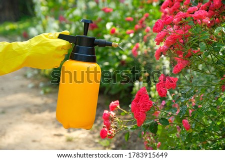 Gardener spraying a blooming roses. Using garden spray bottle with pesticides to control insects and plant diseases.