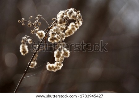 Dry plant in the sun, sunset, autumn