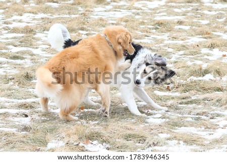 Gold Retriever and a mixed breed dog playing in a snow dusted field