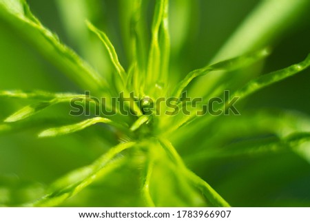 blurred macro plant on a green background, summer blurred nature background 