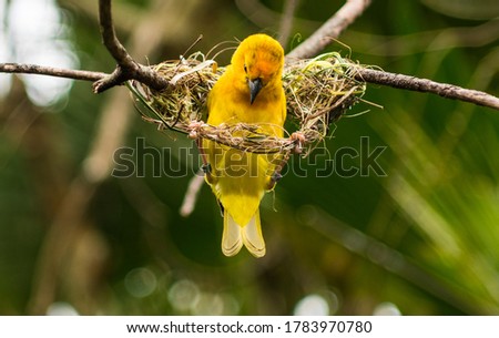 Aftrican Weaver Bird building its nest Royalty-Free Stock Photo #1783970780