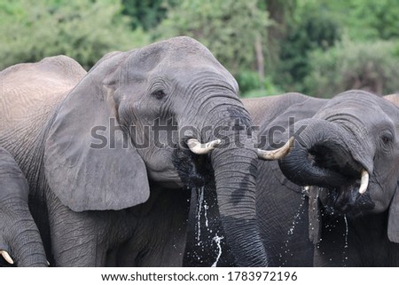 African Elephants bathing in the Chobe River in Botswana
