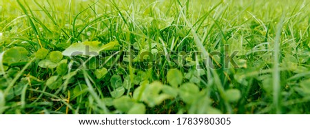 Lucky Irish Four Leaf Clover in the Field for St. Patricks Day. Clover in meadow in spring