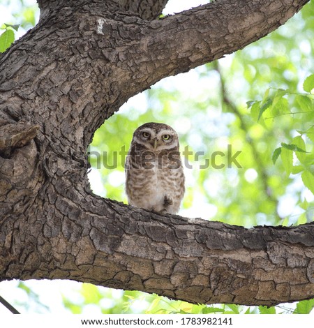An owl in the day with open eyes