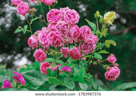 Beautiful bush of pink roses with bokeh background