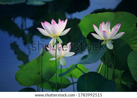 
The beautiful pink lotus with green leaves is suitable for background and design