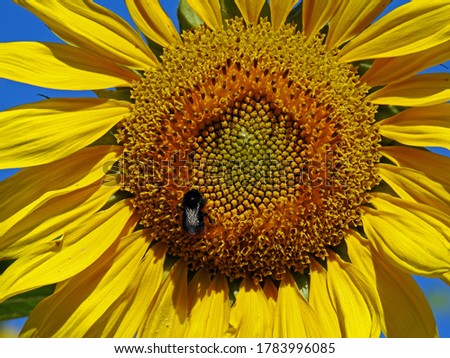 a plant with a yellow inflorescence called the sunflower, which is part of the flower meadows in the city of Białystok in Podlasie in Poland