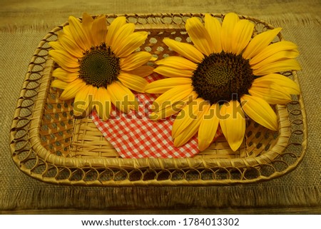 Composition of sunflower flowers, red checkered napkin and wicker basket-close-up.                               