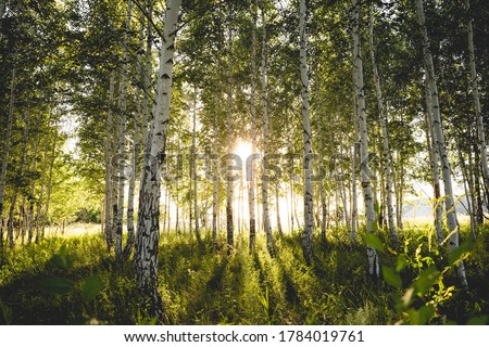 Green birch forest at sunset. Sun rays. Horizontal photo Royalty-Free Stock Photo #1784019761