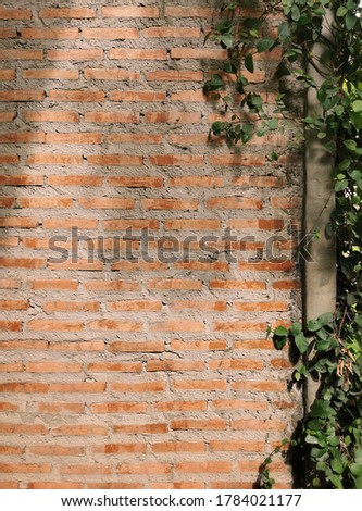Easy country style of a brick wall with creepers at the coffee corner for background 