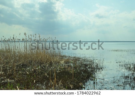 Reeds on Pleshcheyev lake. Russia, Pereslavl-Zalessky Royalty-Free Stock Photo #1784022962