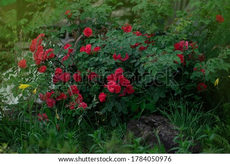 Red colorful roses in full blooming. Beauty roses flowers