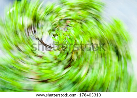 green leaves in radial motion