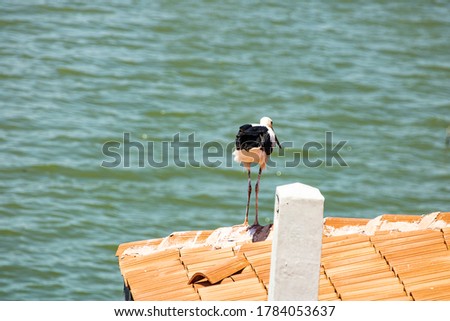 Stork on the red roof