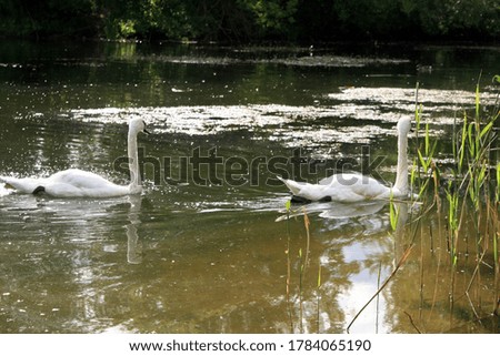 swans swim in the pond of the city Park