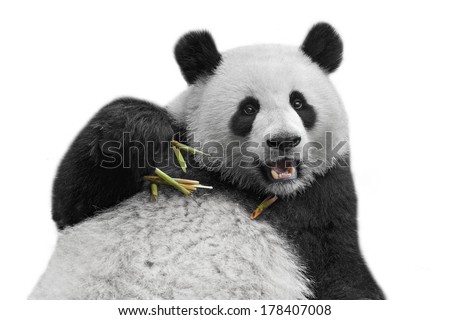Panda bear isolated on white background