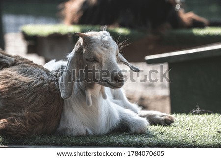 White goat is portrait photo