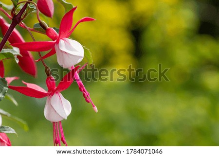 Close up of pink and white fuchsias in bloom