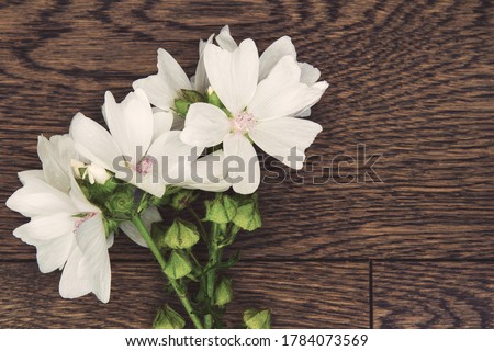 Small bouquet of white musk mallow flowers; white and pink malva moschata placed on a wooden table Royalty-Free Stock Photo #1784073569