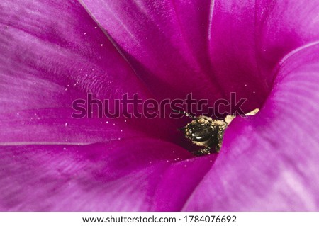 Bee pollinating violet flower for nature backgrounds