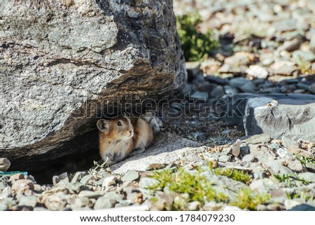 Beautiful little pika rodent hiding from heat under stone in shade. Small pika rodent hide from sun under rock in shadow in hot sunny day. Little furry pika animal sits under boulder at hot summer day Royalty-Free Stock Photo #1784079230