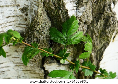 Close up view of Birch bark for background texture. The surface of the bark as abstract background. 