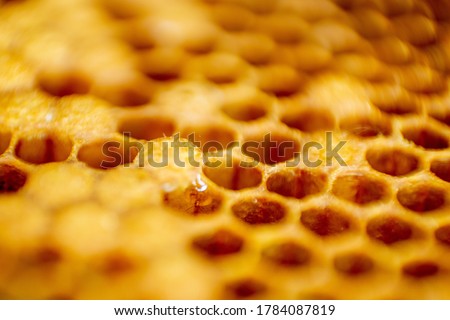 Macro photo of a bee hive on a honeycomb with copyspace. Bees produce fresh, healthy, honey. Beekeeping concept. Royalty-Free Stock Photo #1784087819